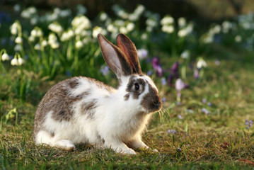 crossbreed rabbit