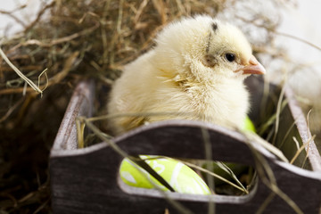Chick Portrait