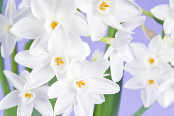 Naklejka na ściany i meble White Narcissus Blooming