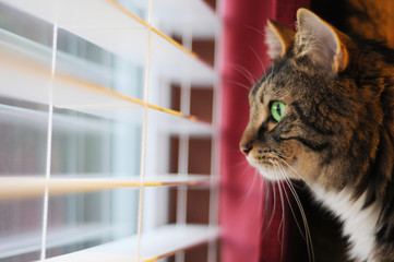 Cat Looking out window at day