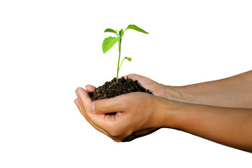 Fototapeta na wymiar Hands holding a young fast growing plant