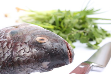 Tilapia with welsh onion and coriander /  罗非鱼