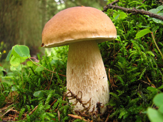 Cep