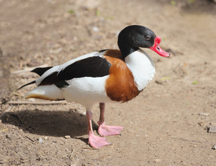 Duck at the zoo.