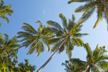 Obraz na płótnie Canvas Palm tree on sky background