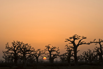 Fototapeta na wymiar african sunset w lesie baobab w Senegalu