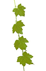vine isolated on white background