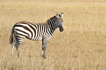 Fototapeta na wymiar Common zebra