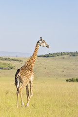 Masai giraffe