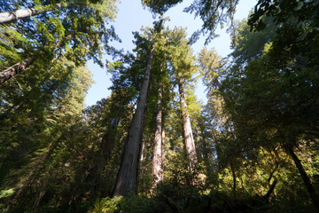Baumkronen Redwood NP USA
