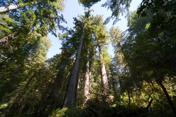 Foto auf Glas Baumkronen Redwood NP USA © maranso