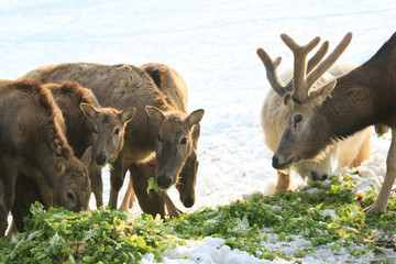 Davidshirsch Fütterung