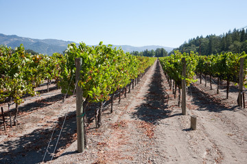 Obraz premium Weinanbaugebiet Nappa USA