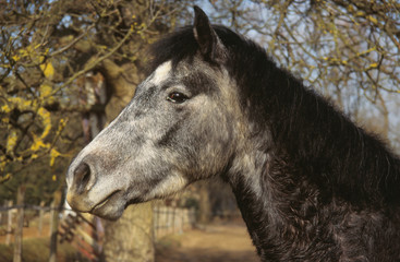 portrait d'un poney connemara de profil