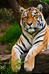 Obraz premium Tygrysy syberyjskie