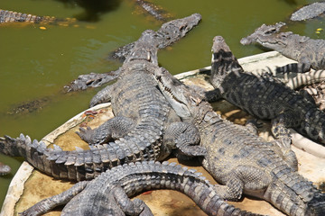 Many crocodiles background