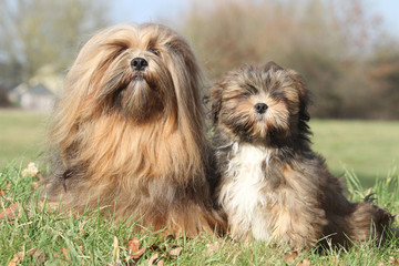 maman lhassa apso et son chiot