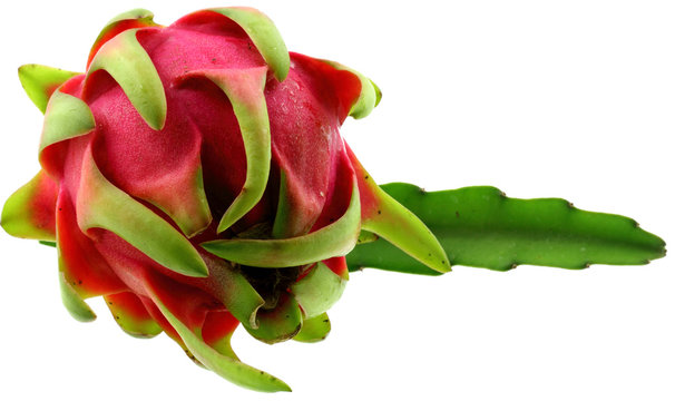 plante et fruit, pitaya, fond blanc