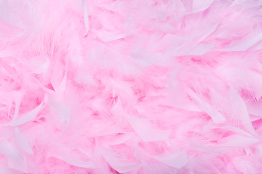 Pink Feather Boa Background