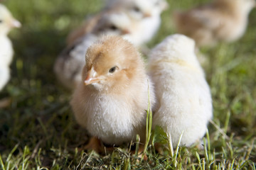 pretty chickens