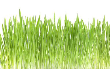 Fototapeta na wymiar Green grass close up, on white background