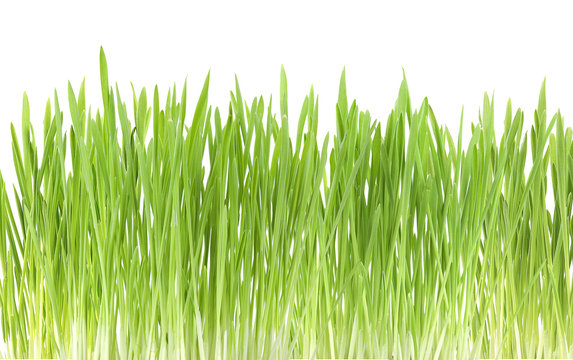 Green grass close up, on white background