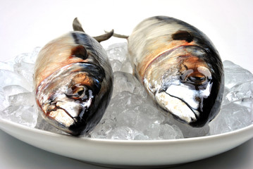 two mackerel on a white plate with ice