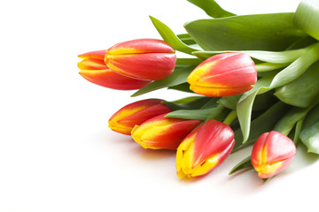 Tulips isolated on white