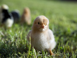 pretty chickens