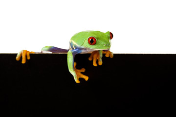 Frame frog