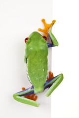 Frame frog