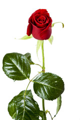 Rose portrait