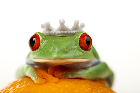 Princess frog