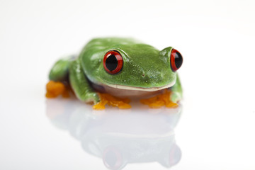 Obraz premium Green animal