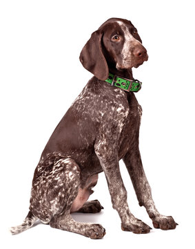 German shorthaired  pointer sits on white