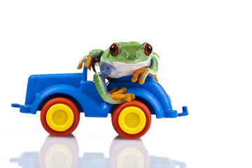 Obraz na płótnie Canvas Zielona jazdy Frog!
