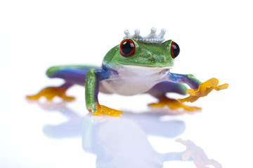 Princess frog