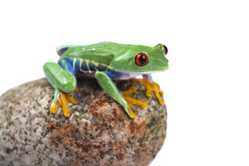 Frog on a stone