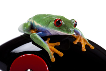 Tree frog