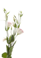 a fragment of flowers isolated on white