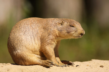 Prairie dog sleeping
