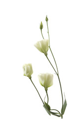 a fragment of flowers isolated on white