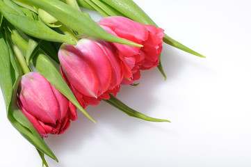 Pink tulips