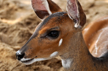Portrait einer Antilope