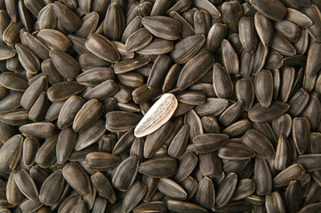 sunflower seeds