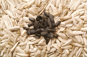 sunflower seeds