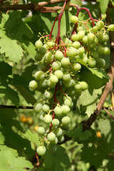 Grapes
