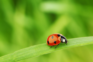 ladybug on grass