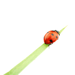 ladybug on grass