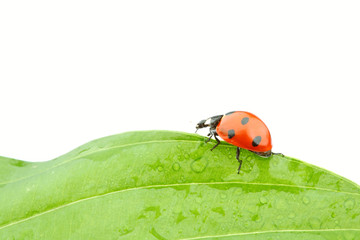 ladybug on leaf
